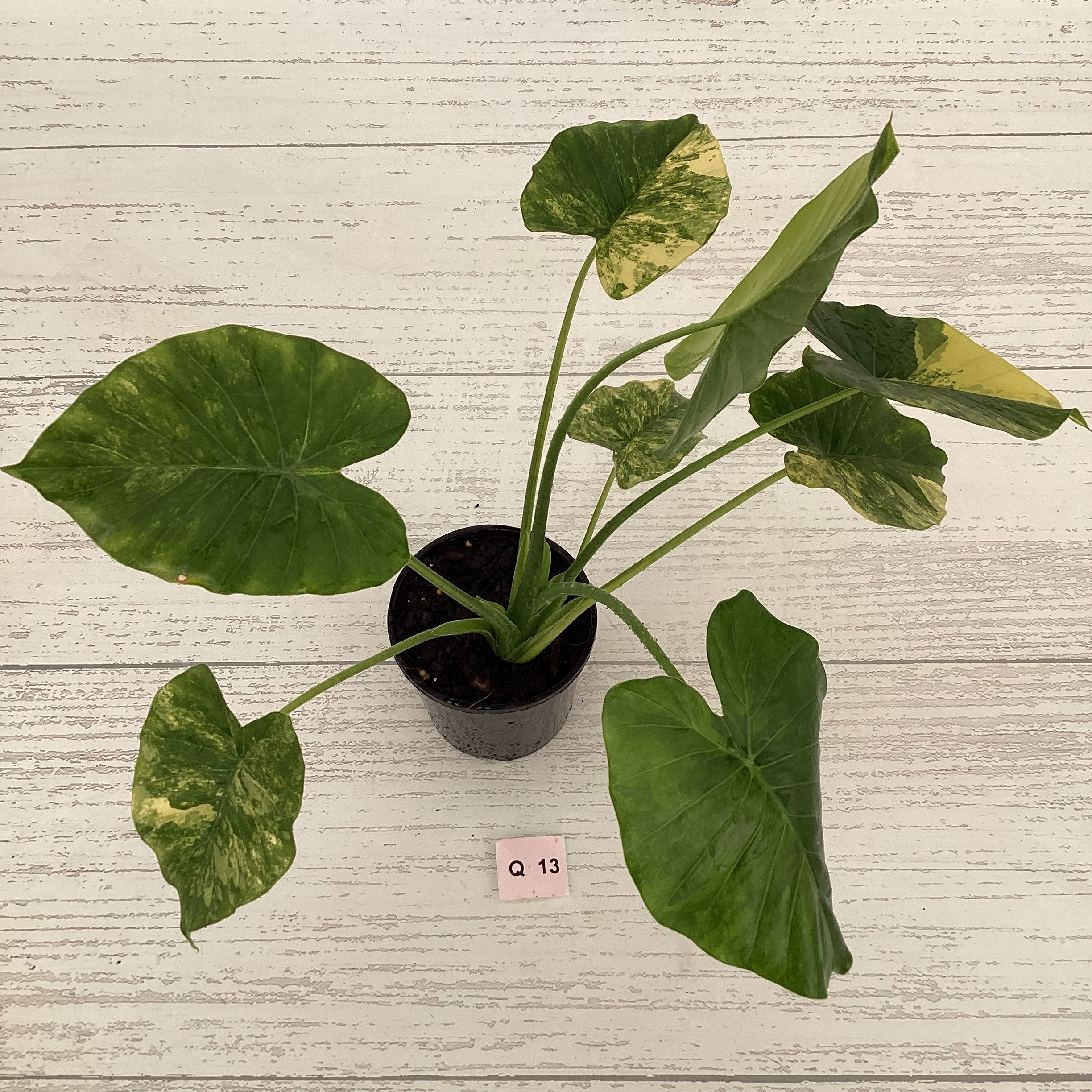 Alocasia Odora &#39;California Aurea Variegata&#39;