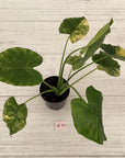 Alocasia Odora 'California Aurea Variegata'