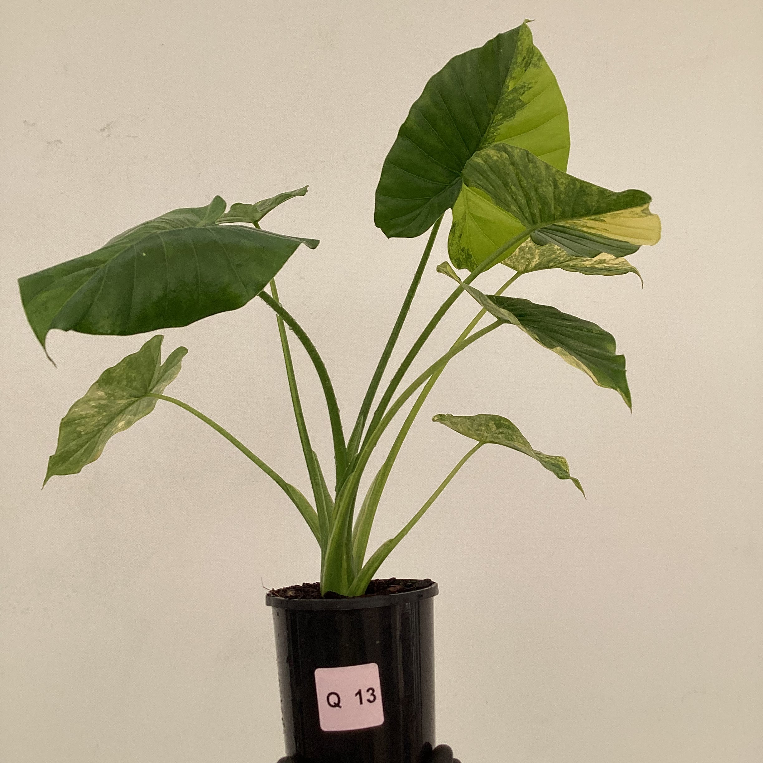 Alocasia Odora &#39;California Aurea Variegata&#39;