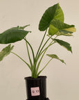Alocasia Odora 'California Aurea Variegata'