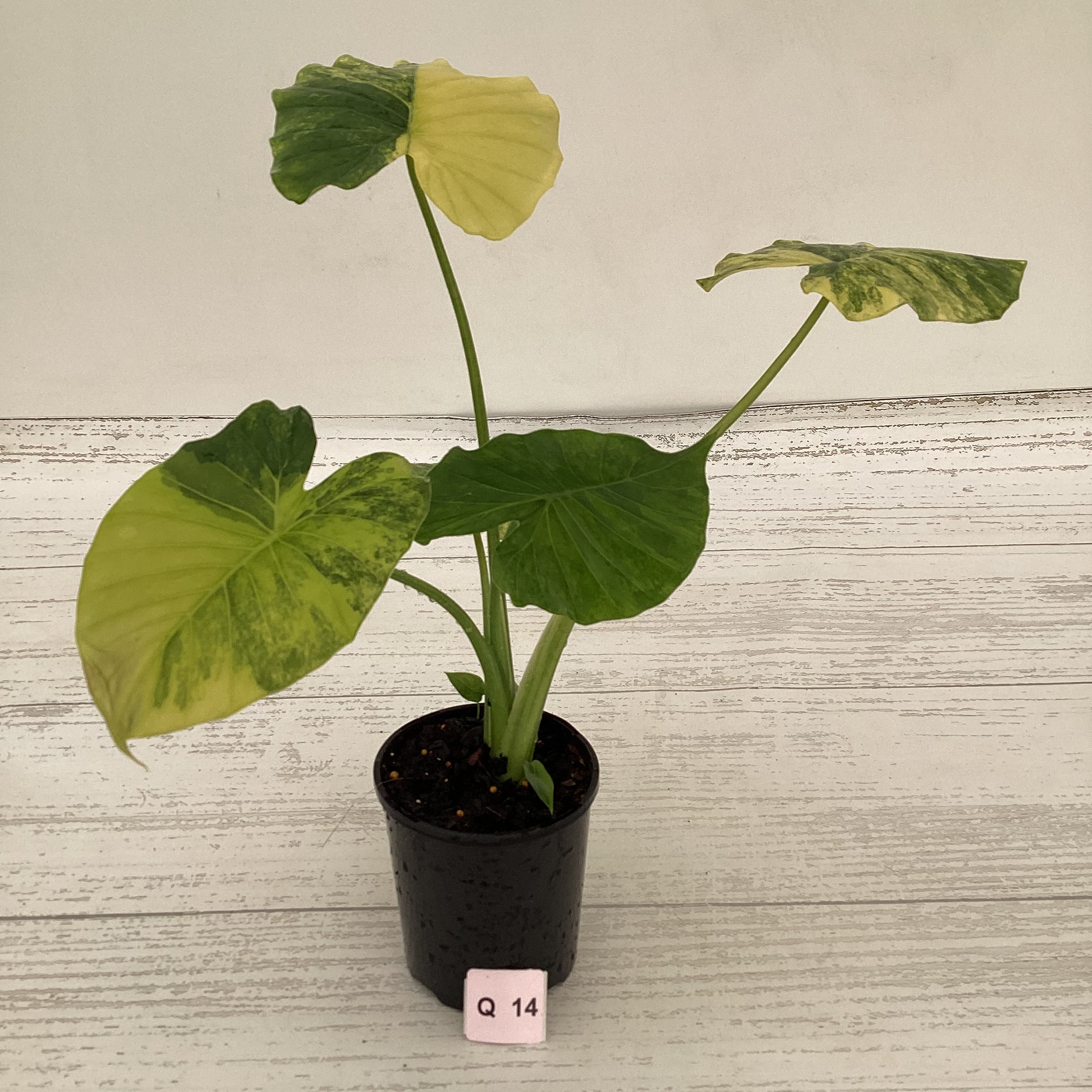 Alocasia Odora &#39;California Aurea Variegata&#39;