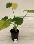 Alocasia Odora 'California Aurea Variegata'