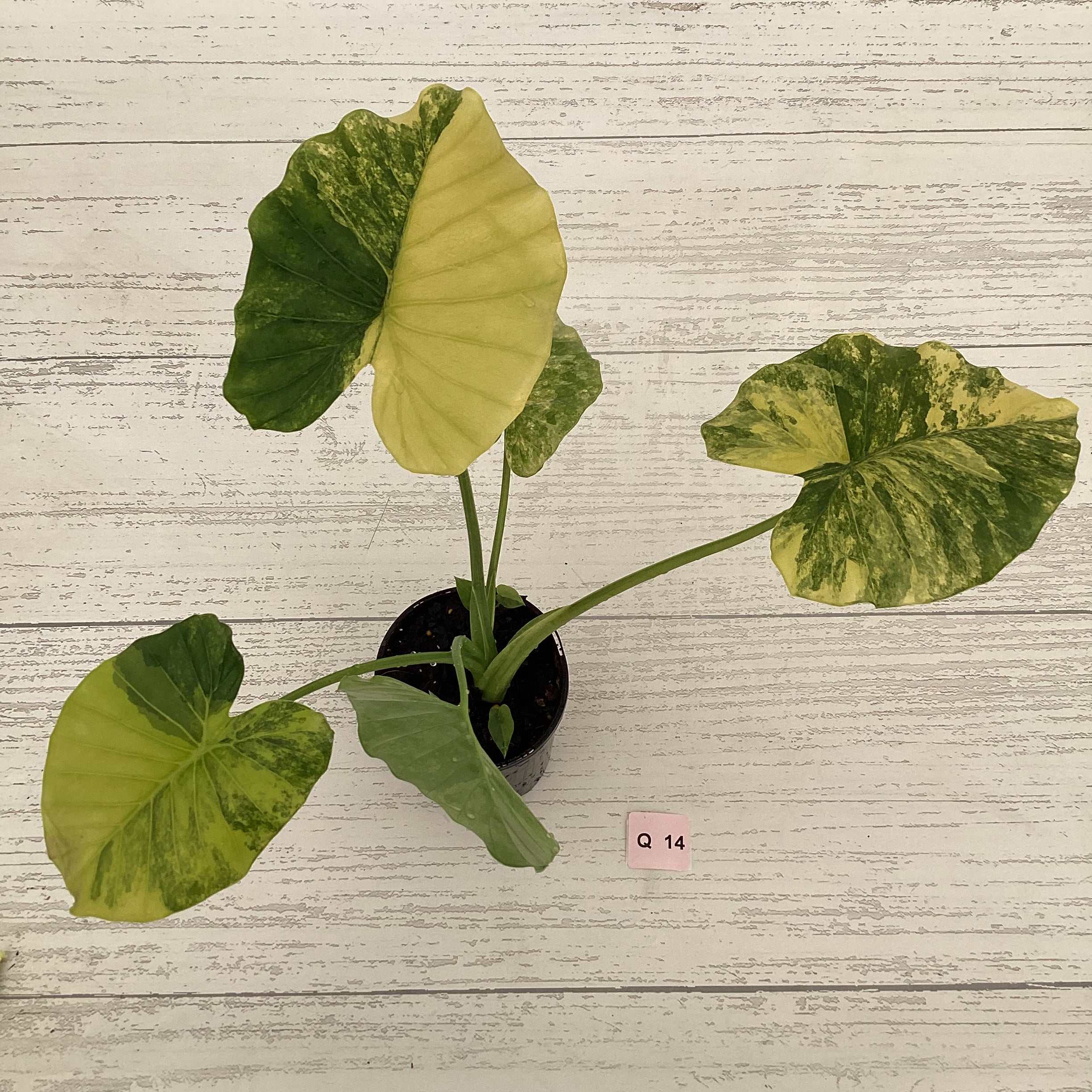 Alocasia Odora &#39;California Aurea Variegata&#39;
