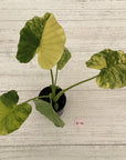Alocasia Odora 'California Aurea Variegata'