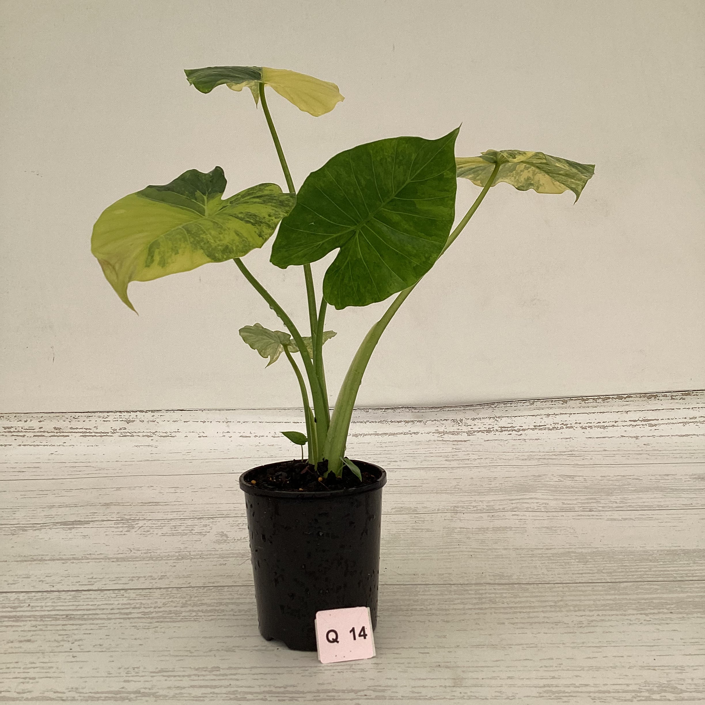 Alocasia Odora &#39;California Aurea Variegata&#39;
