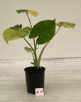 Alocasia Odora 'California Aurea Variegata'