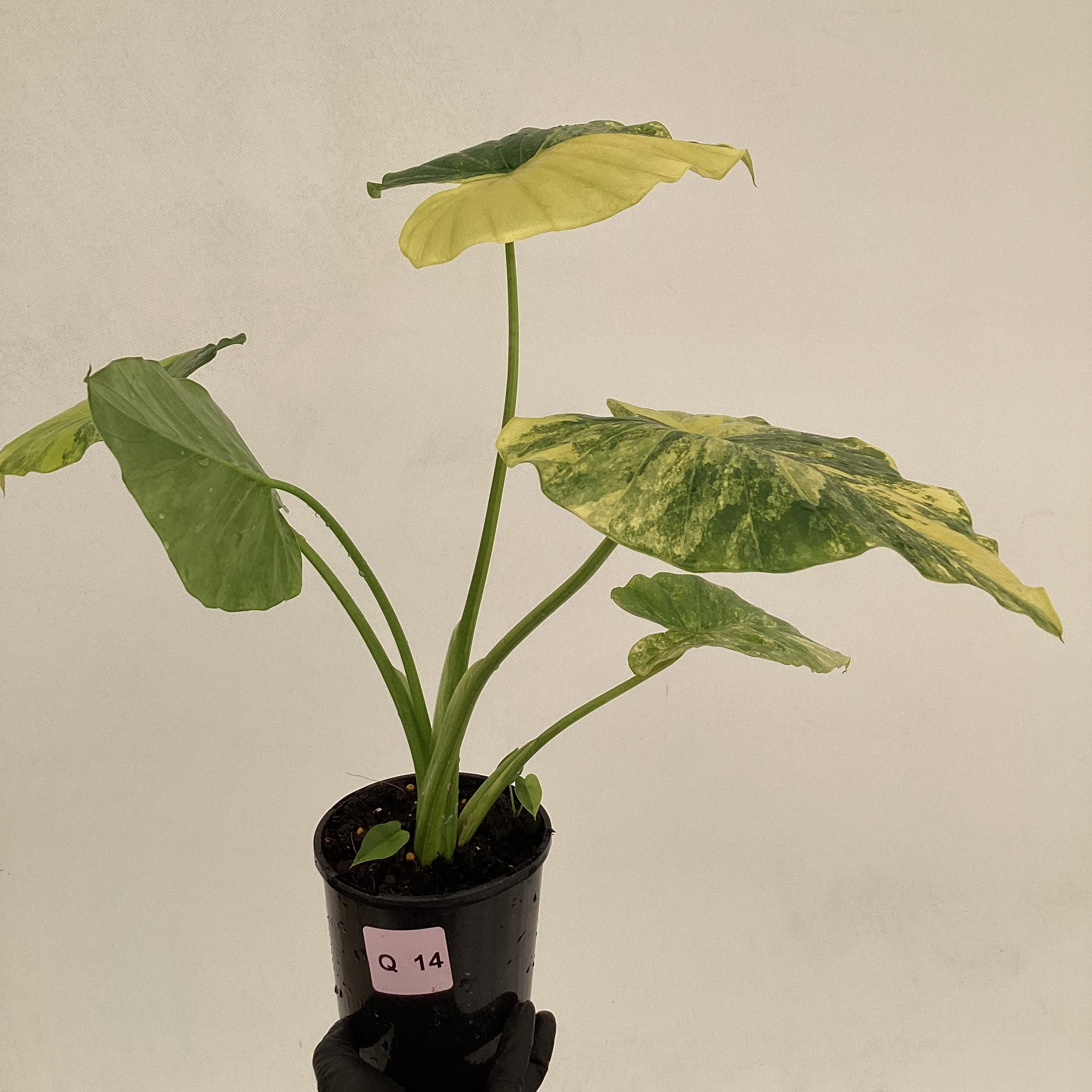 Alocasia Odora &#39;California Aurea Variegata&#39;