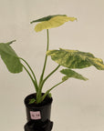 Alocasia Odora 'California Aurea Variegata'