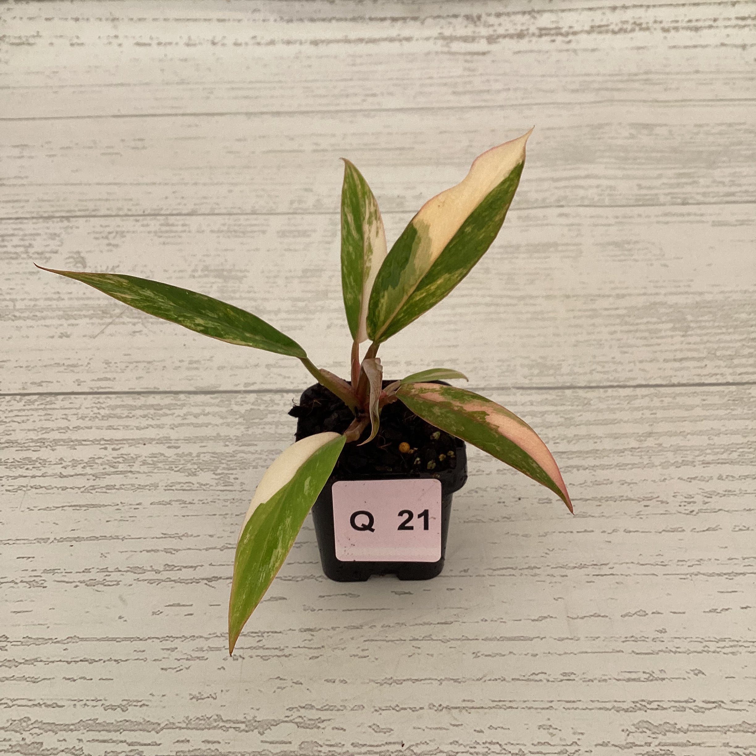 Philodendron serratum Caramel Marble