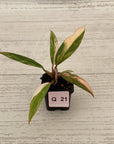 Philodendron serratum Caramel Marble