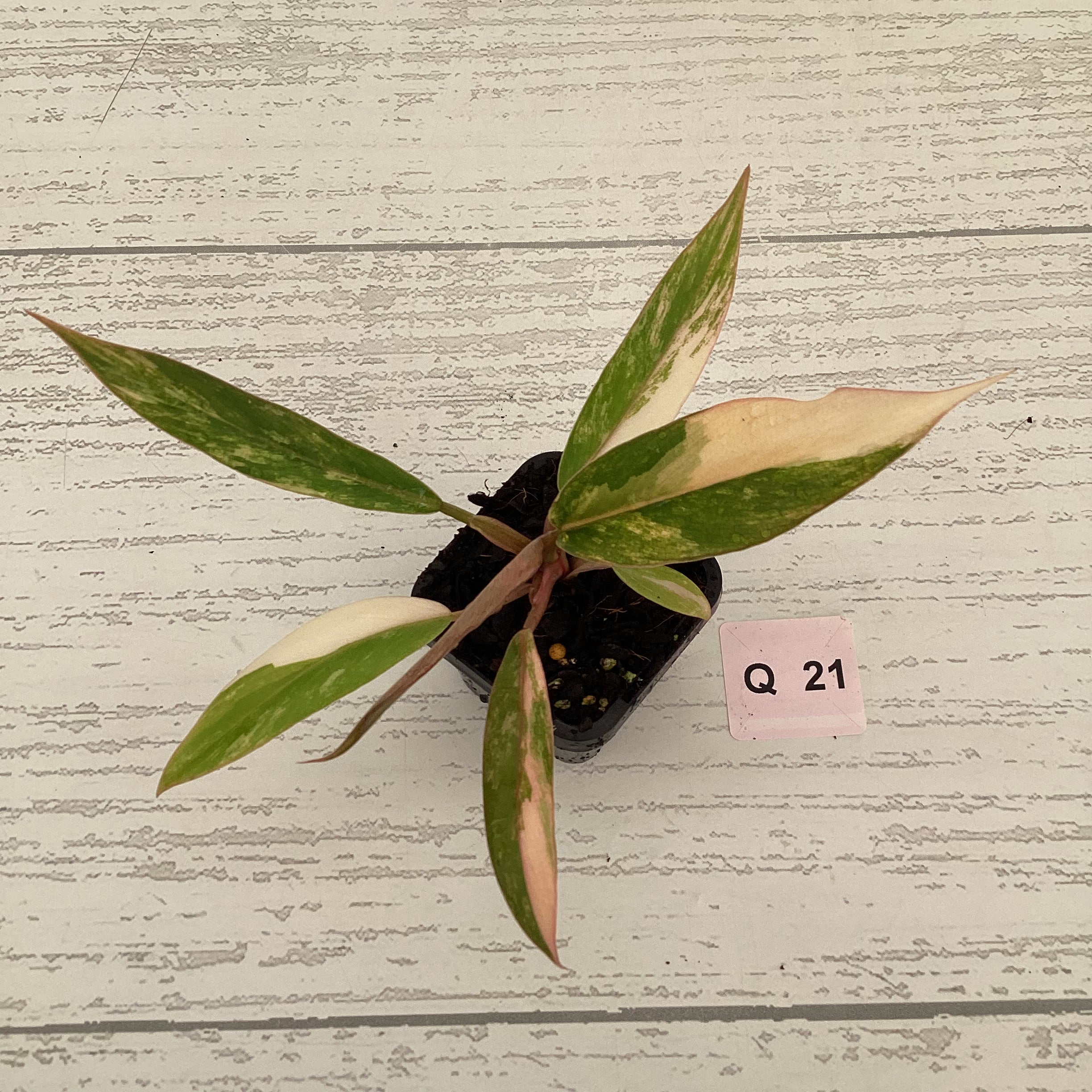 Philodendron serratum Caramel Marble