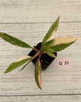 Philodendron serratum Caramel Marble