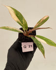 Philodendron serratum Caramel Marble