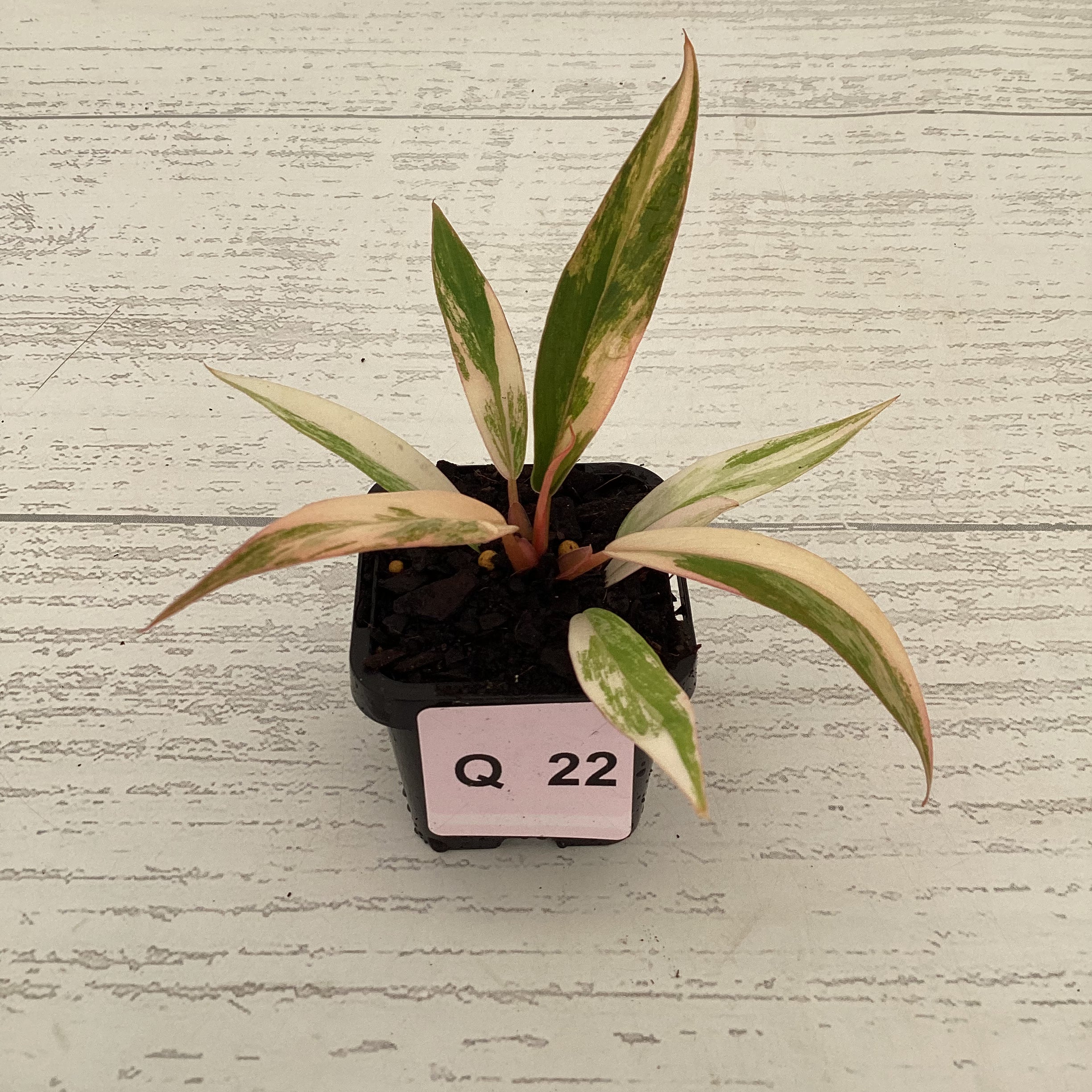 Philodendron serratum Caramel Marble