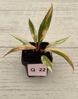 Philodendron serratum Caramel Marble