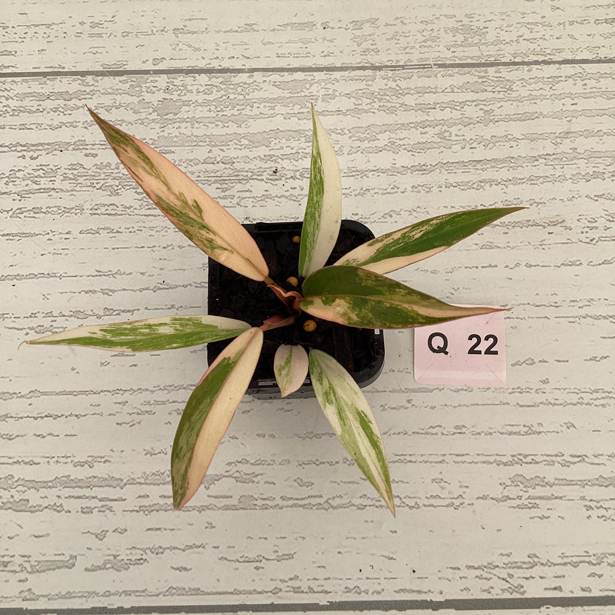 Philodendron serratum Caramel Marble