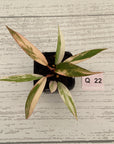 Philodendron serratum Caramel Marble