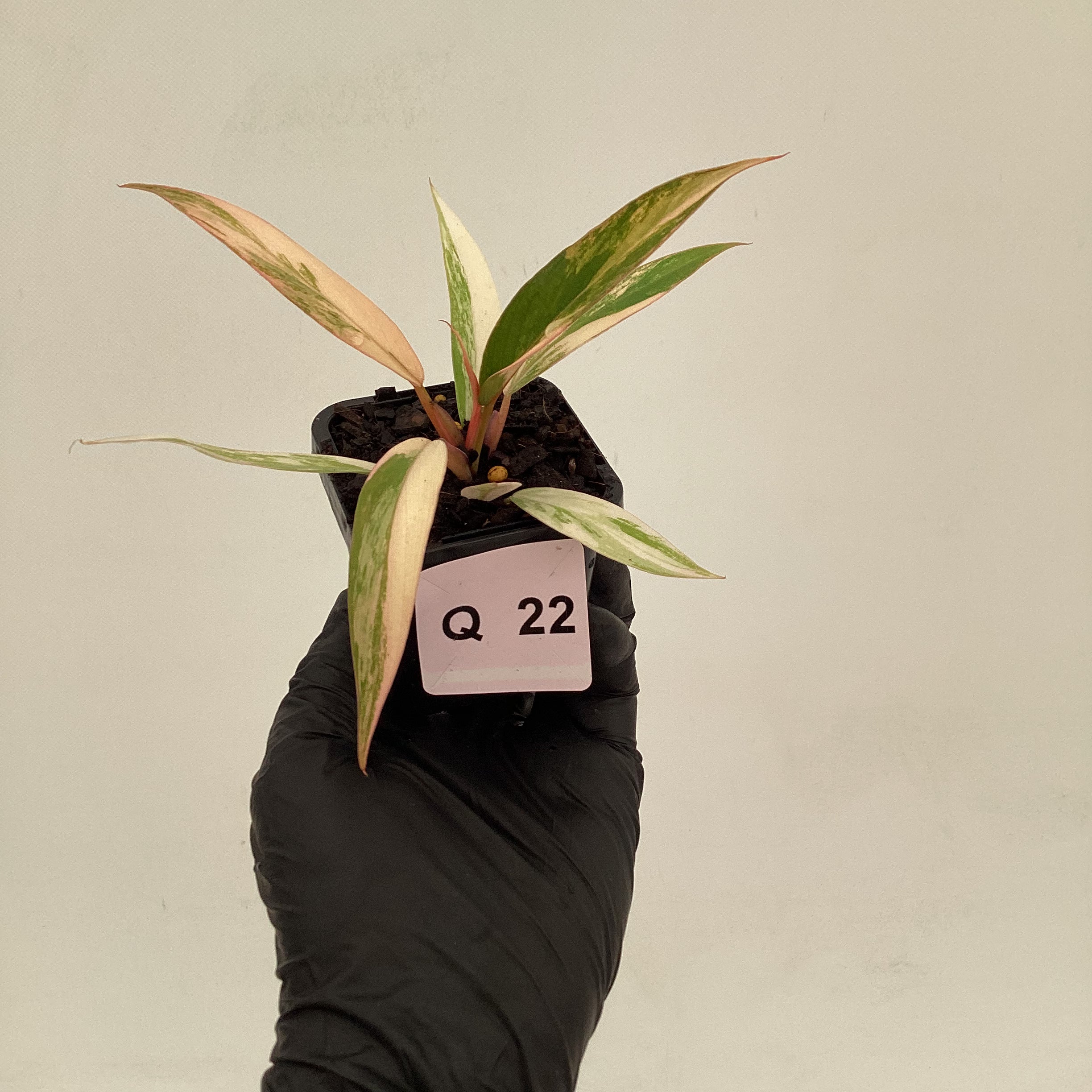 Philodendron serratum Caramel Marble