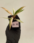 Philodendron serratum Caramel Marble