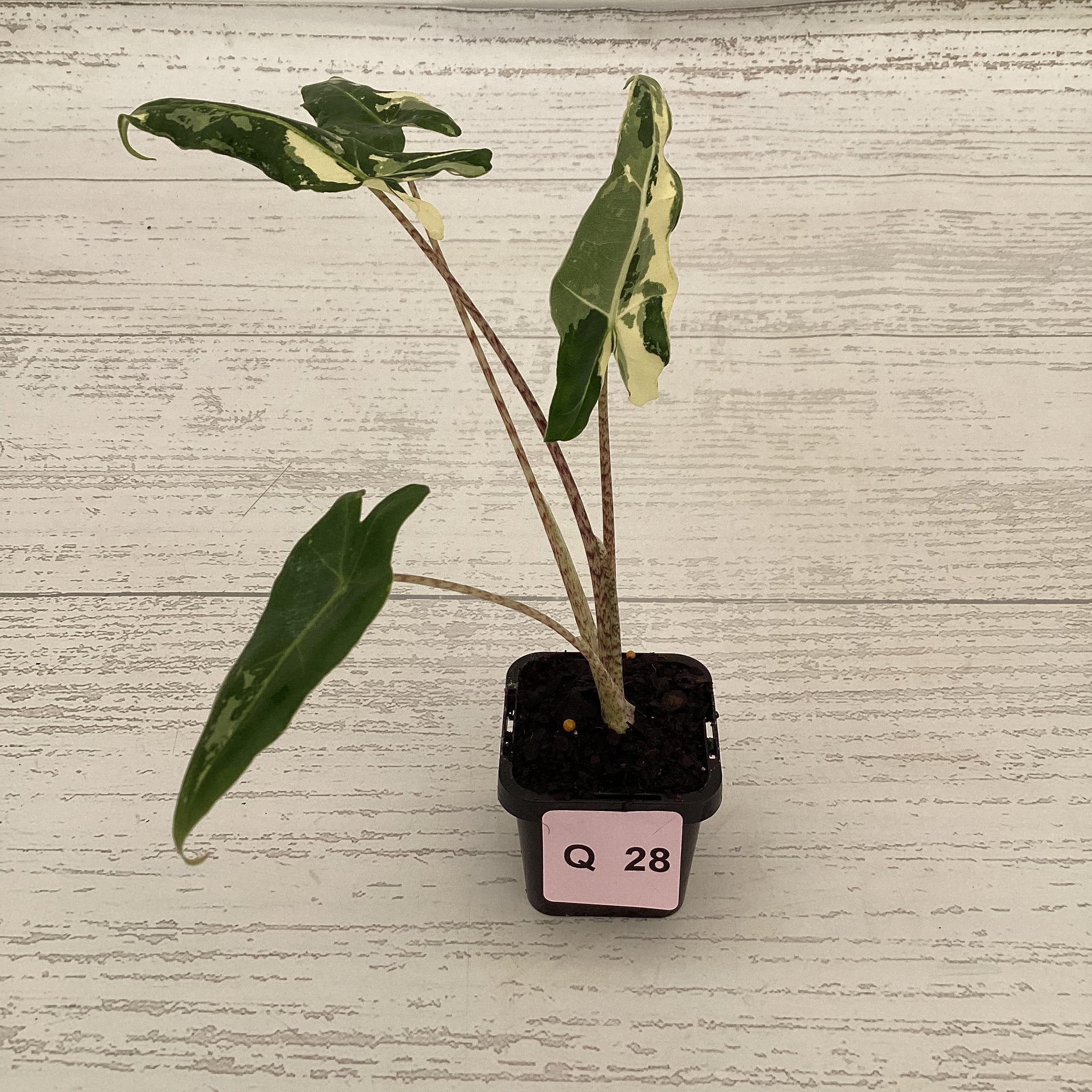 Alocasia sarian variegata