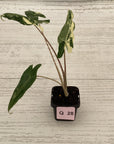 Alocasia sarian variegata
