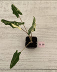 Alocasia sarian variegata