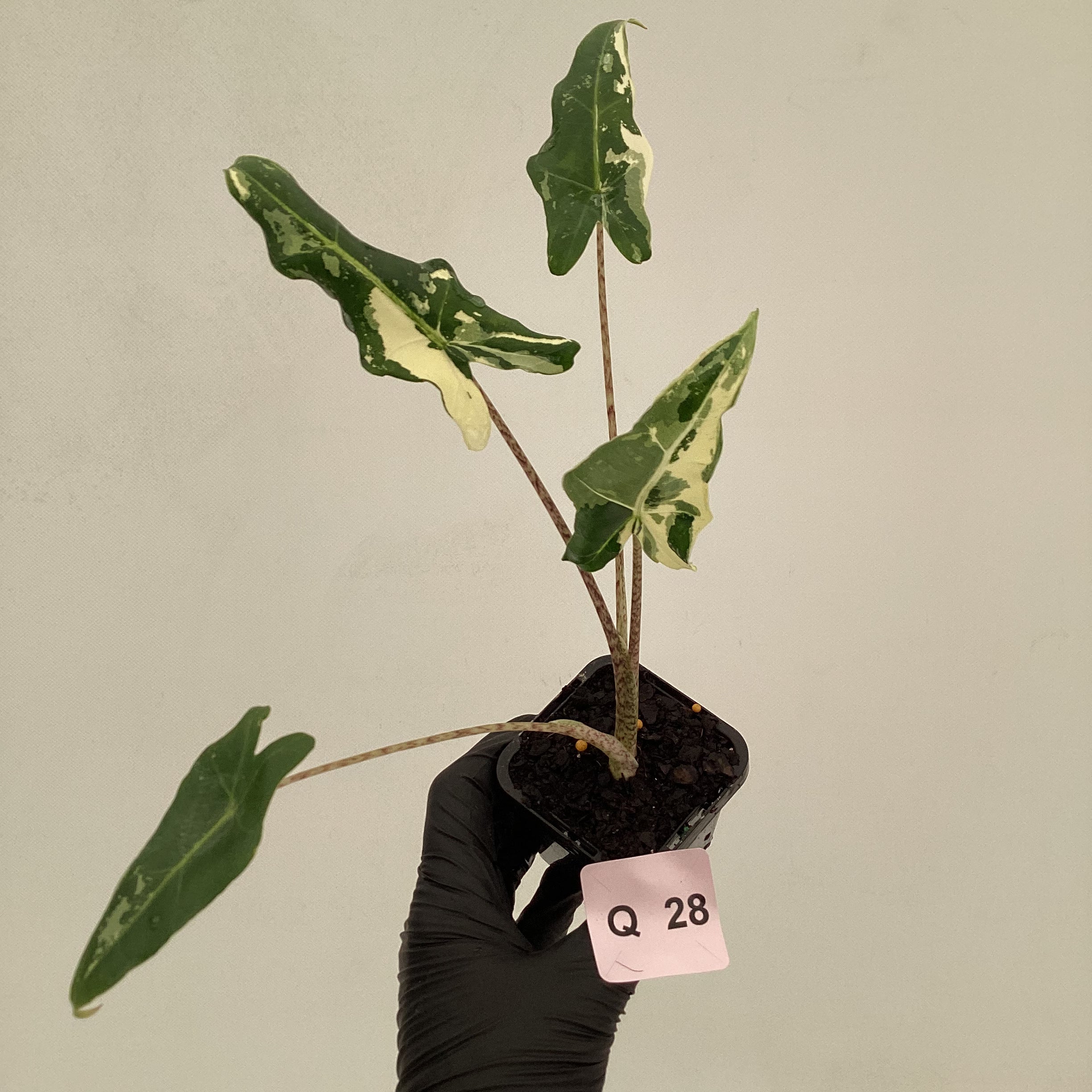 Alocasia sarian variegata