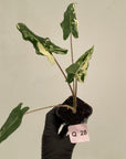 Alocasia sarian variegata