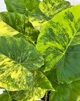 Alocasia Odora California Aurea Variegata - Bare Bottom Baby