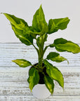 Aglaonema modestum medio pictum 'Shingii'