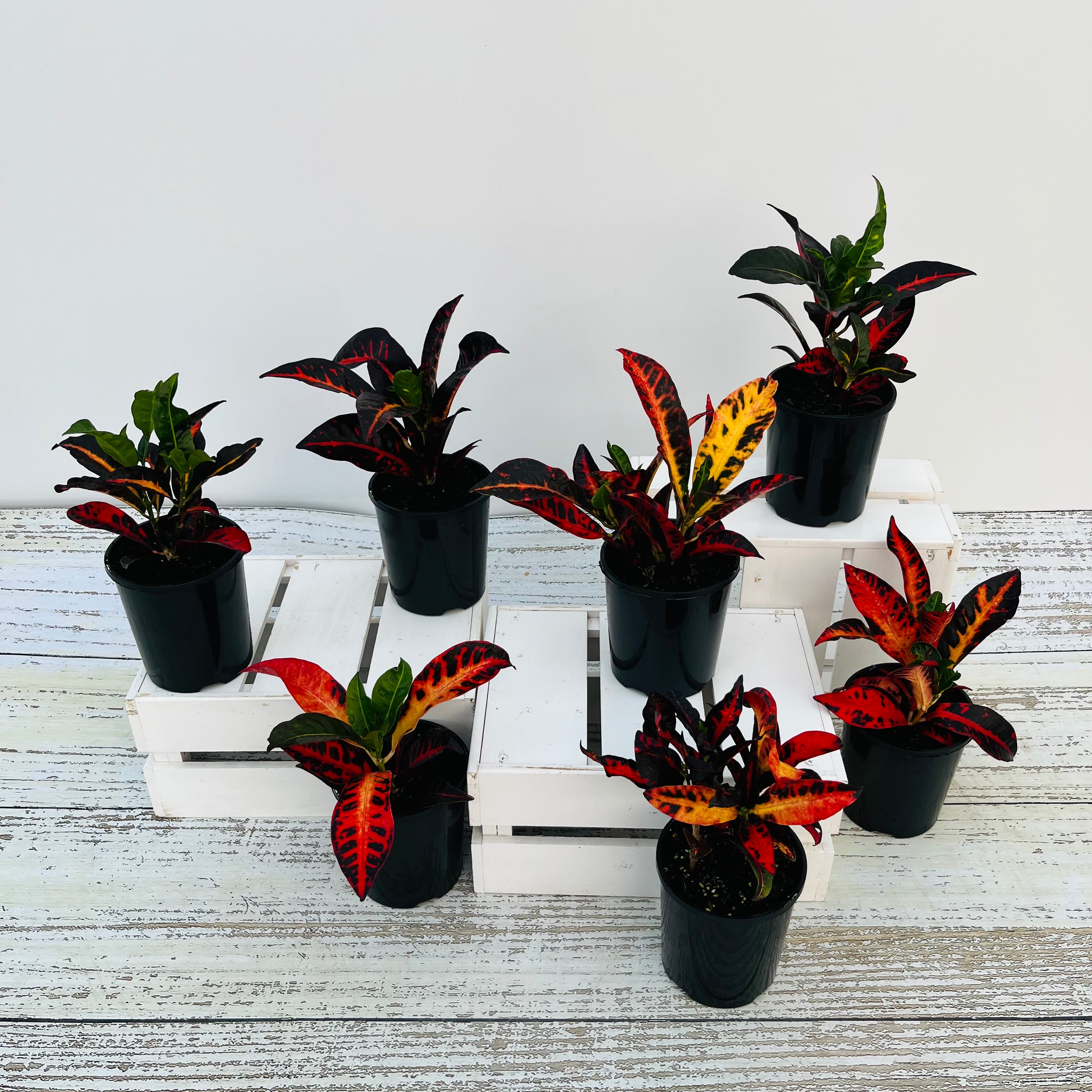 Codiaeum variegatum Croton Cheryl