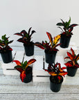 Codiaeum variegatum Croton Cheryl