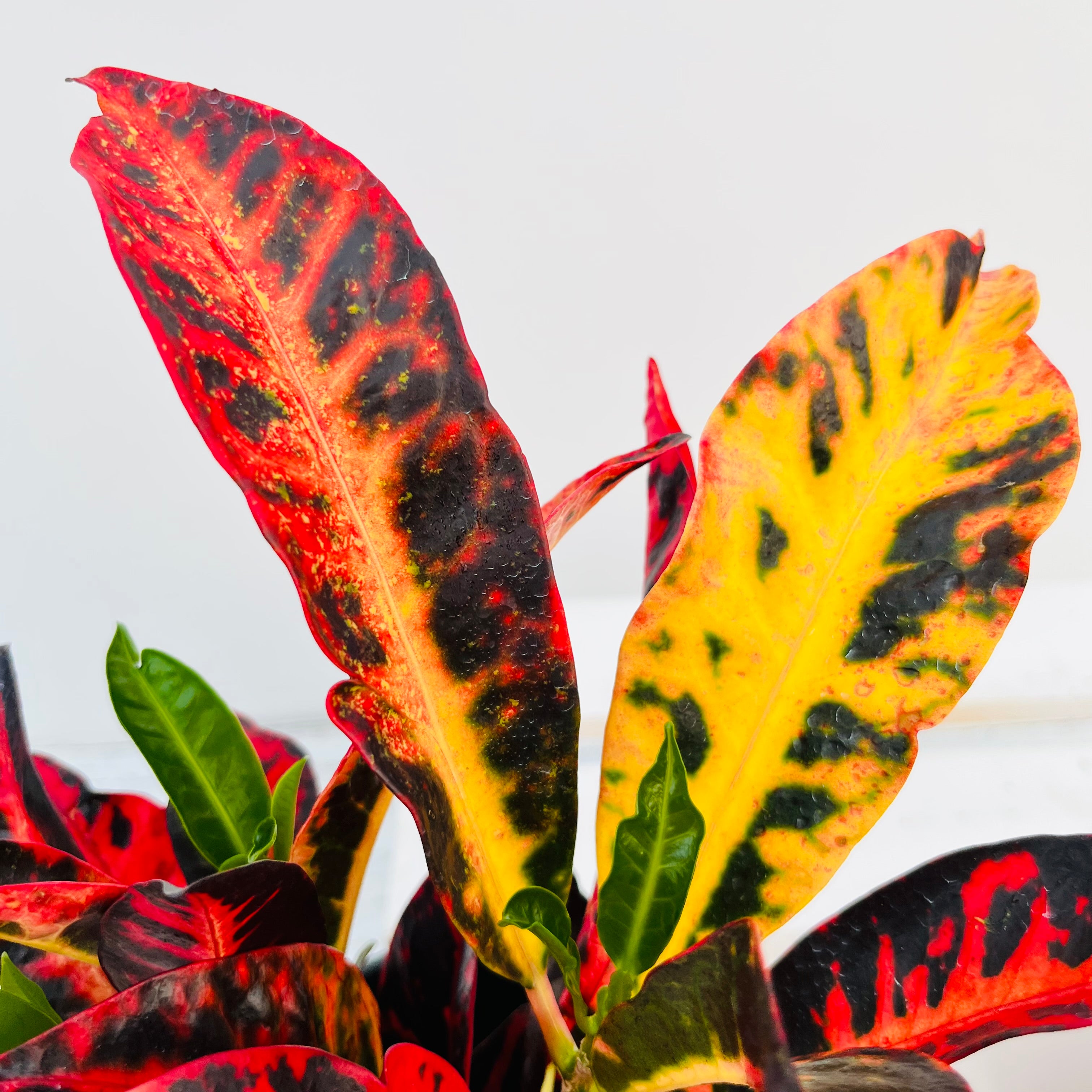 Codiaeum variegatum Croton Cheryl