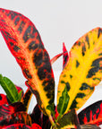 Codiaeum variegatum Croton Cheryl
