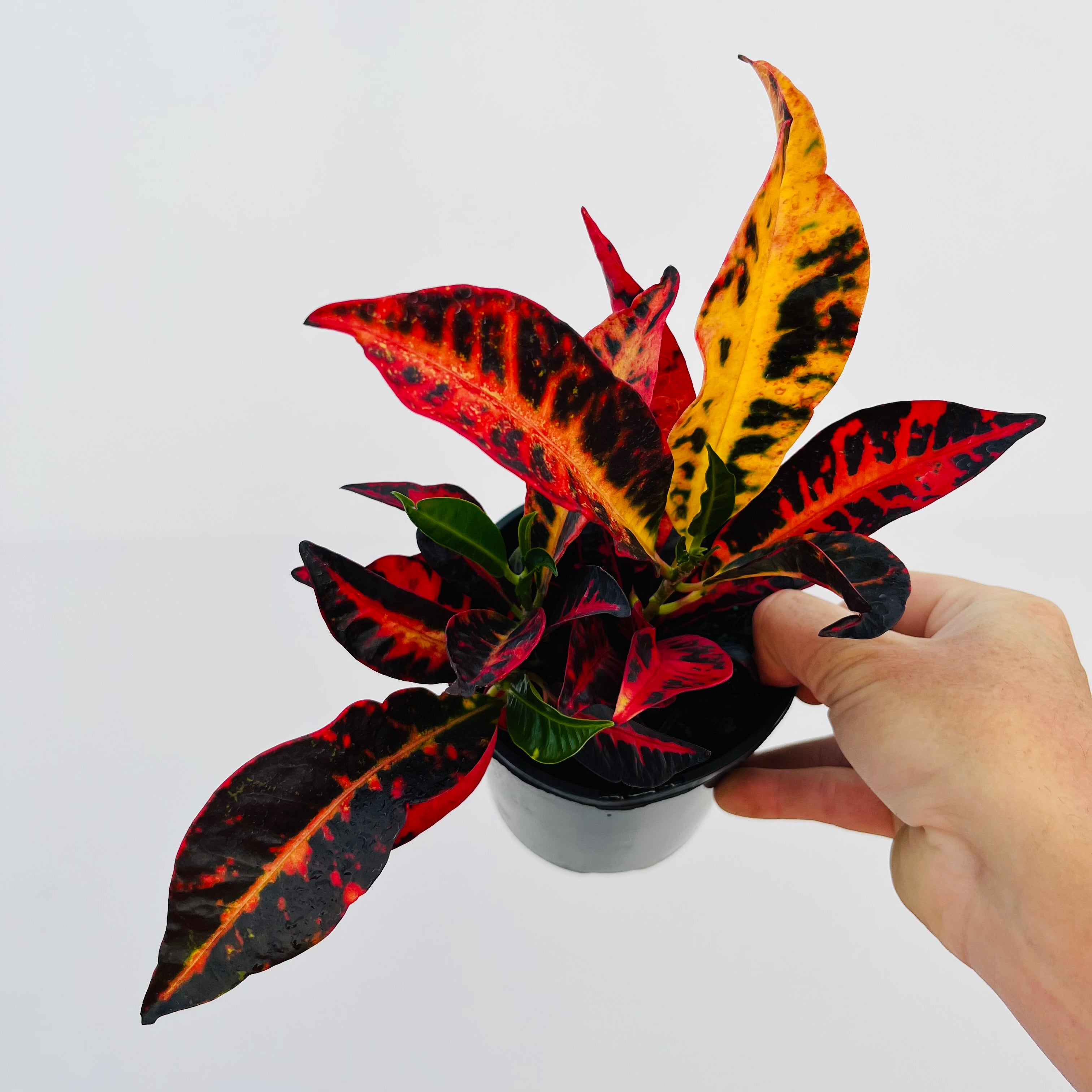 Codiaeum variegatum Croton Cheryl