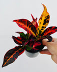 Codiaeum variegatum Croton Cheryl