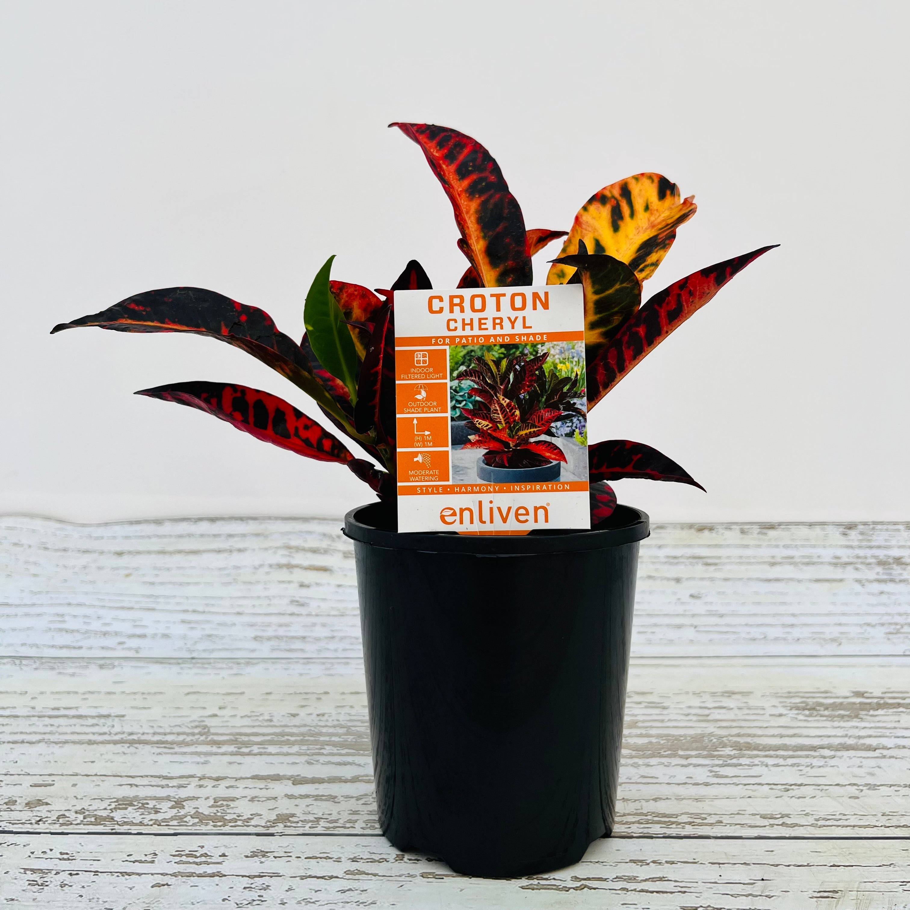 Codiaeum variegatum Croton Cheryl