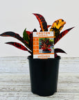 Codiaeum variegatum Croton Cheryl