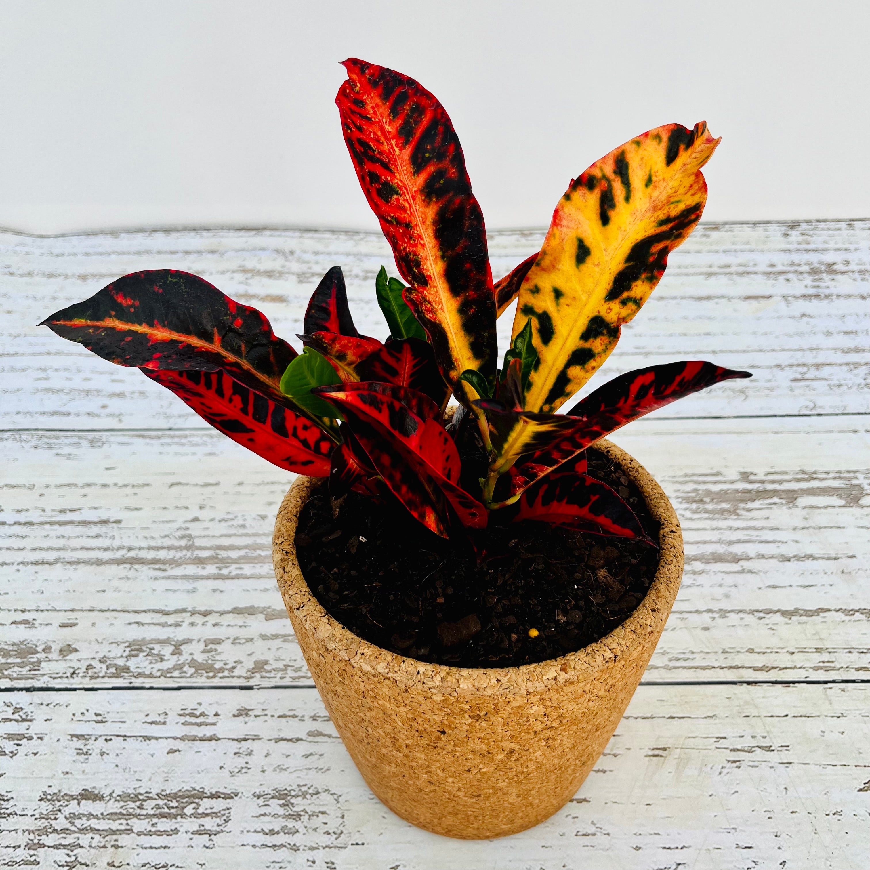 Codiaeum variegatum Croton Cheryl