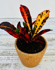 Codiaeum variegatum Croton Cheryl