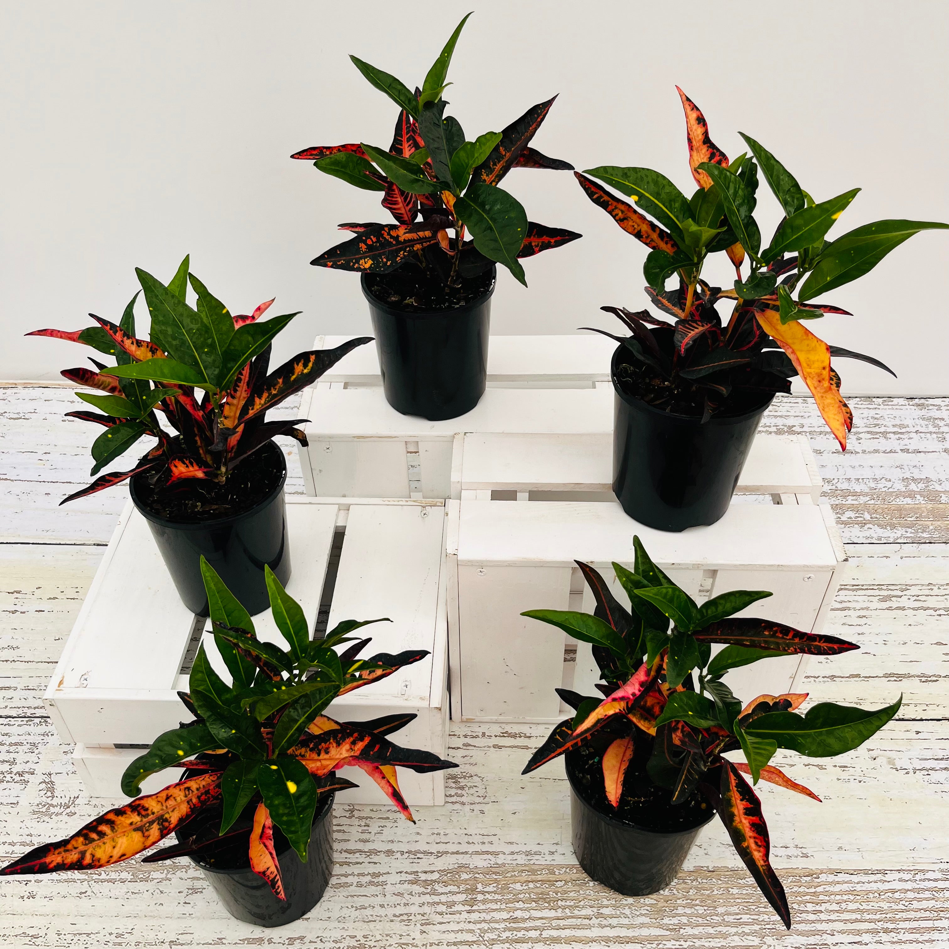 Codiaeum variegatum Croton Elaine