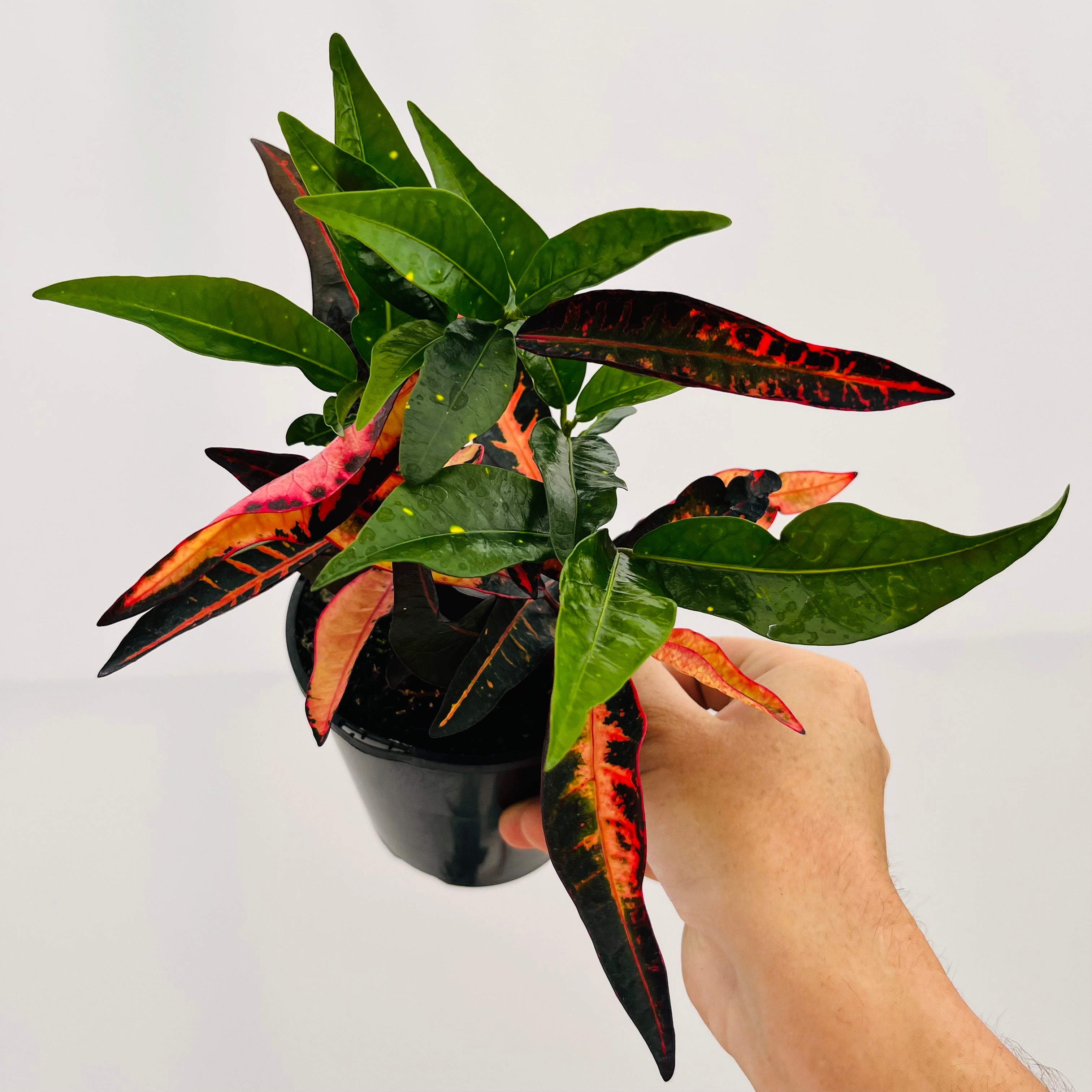 Codiaeum variegatum Croton Elaine
