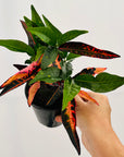Codiaeum variegatum Croton Elaine