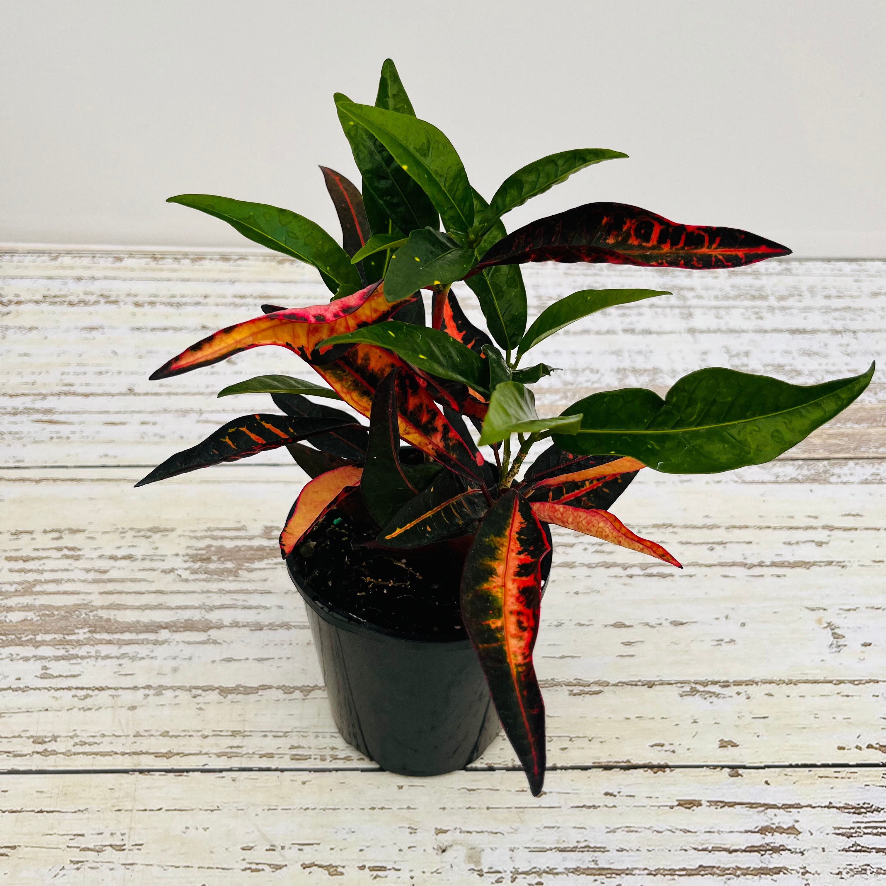 Codiaeum variegatum Croton Elaine