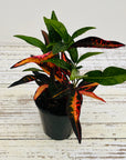 Codiaeum variegatum Croton Elaine