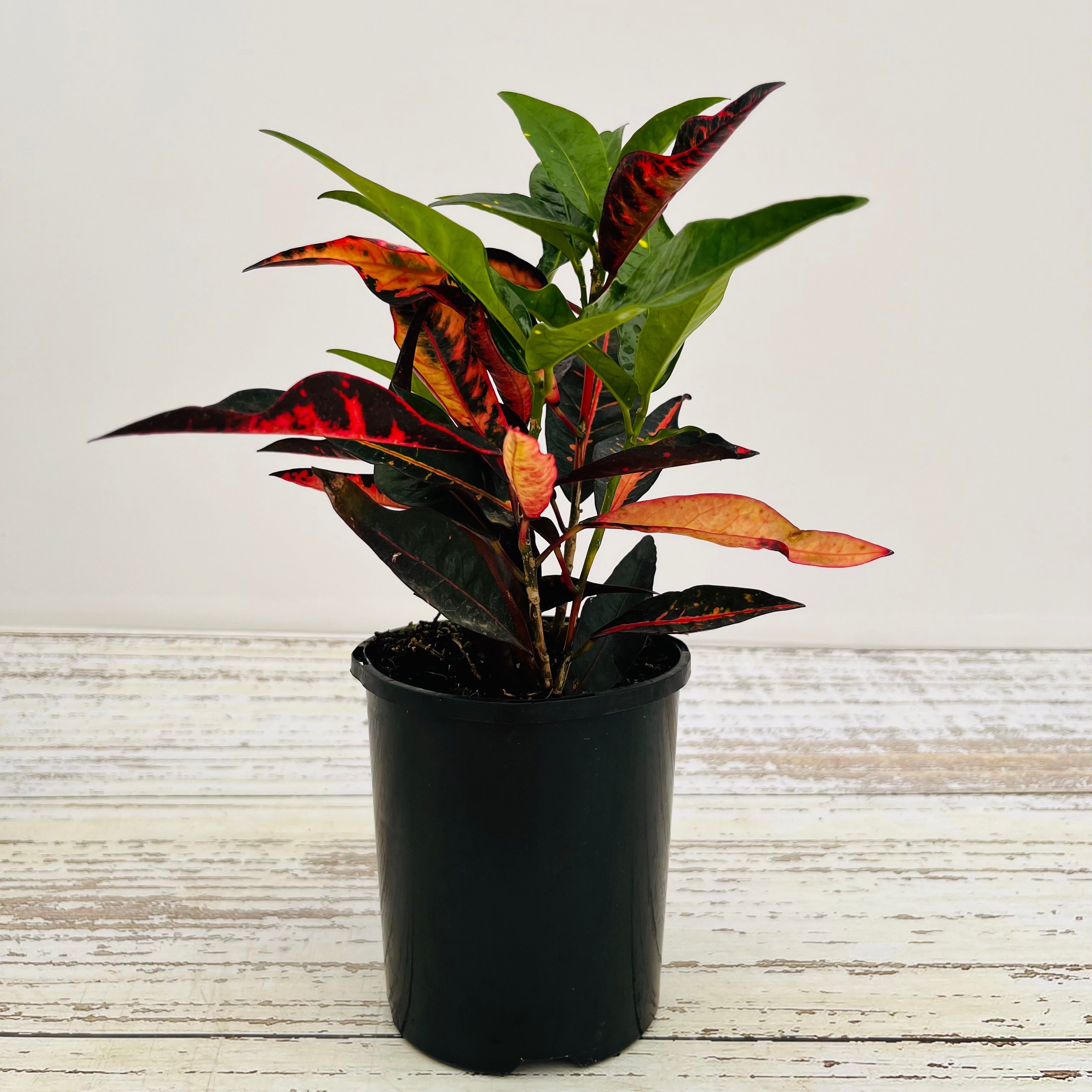 Codiaeum variegatum Croton Elaine