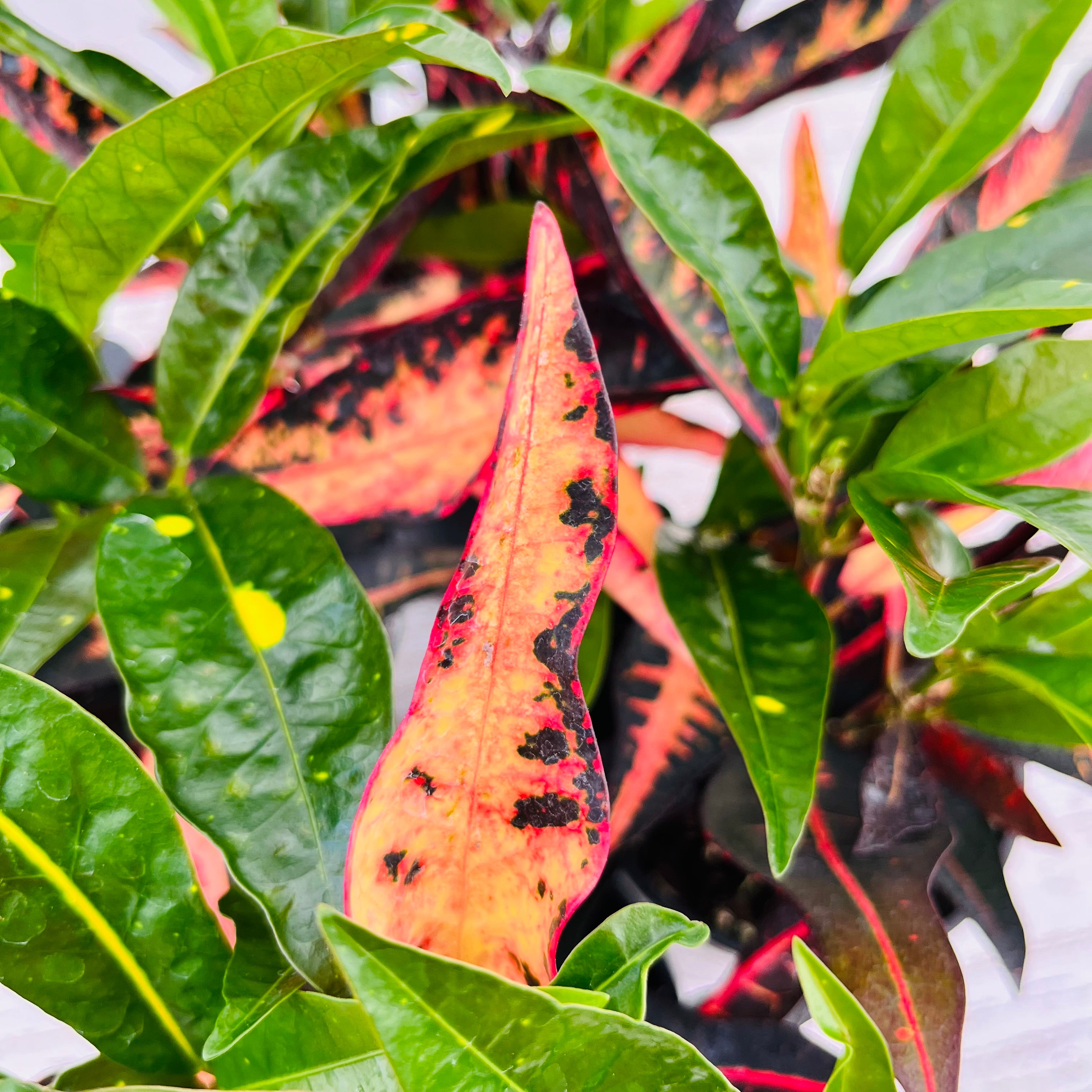 Codiaeum variegatum Croton Elaine