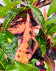 Codiaeum variegatum Croton Elaine