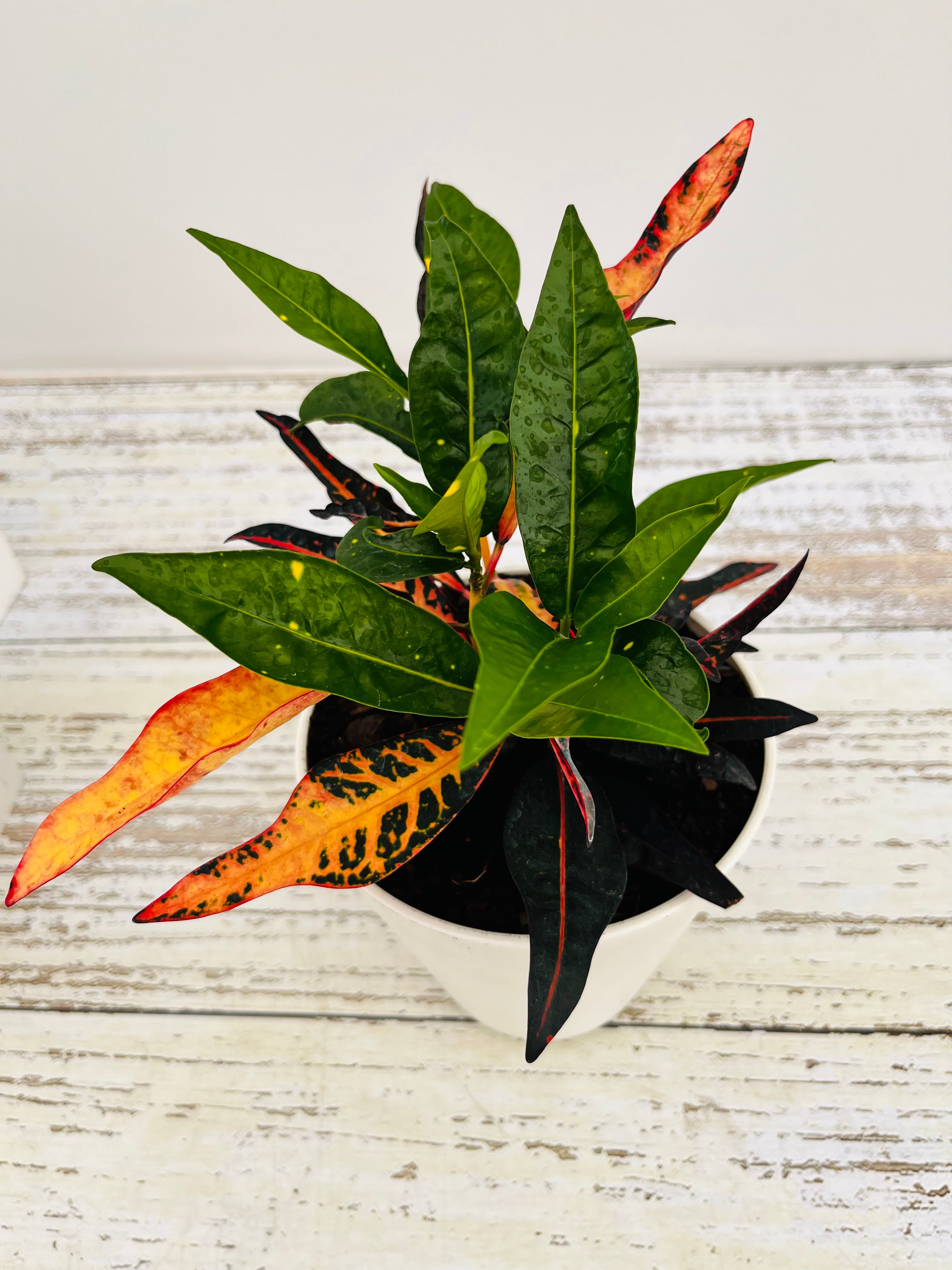 Codiaeum variegatum Croton Elaine