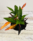 Codiaeum variegatum Croton Elaine